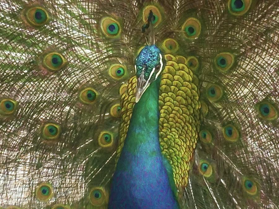 Be a Peacock Mixed Media by Rebecca Herranen