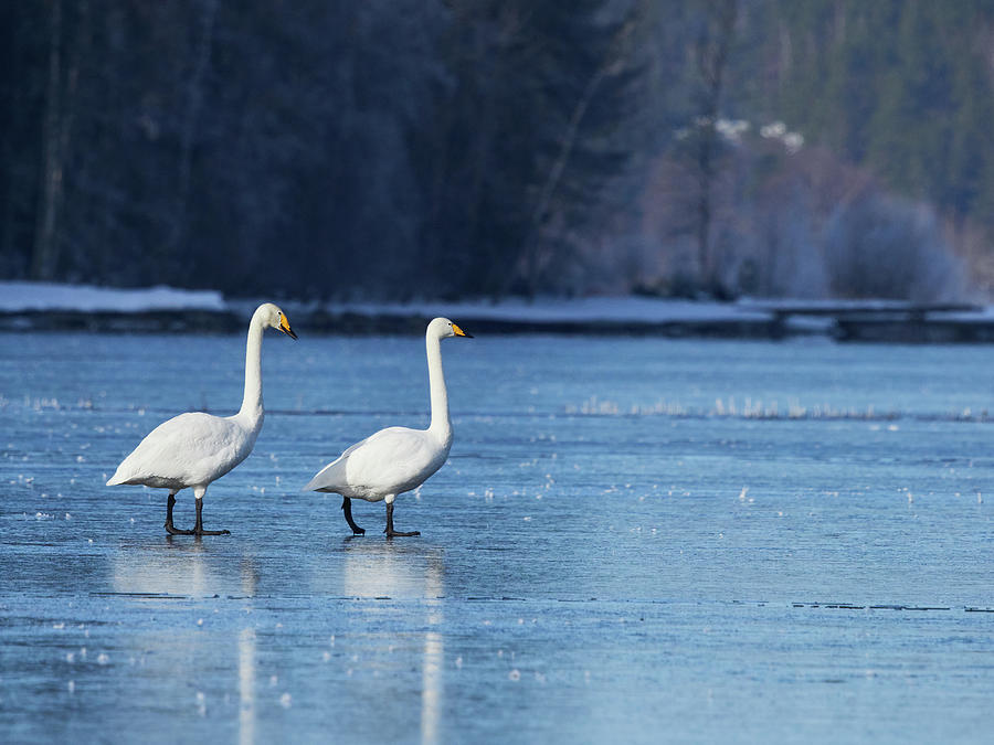 Be Careful on the thin ice. Whooper Swan Photograph by Jouko Lehto