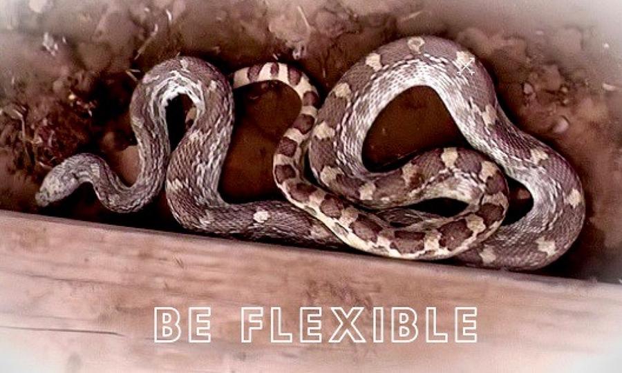 Be Flexible Photograph by Judy Kennedy
