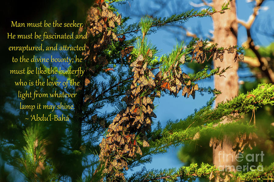 Be Like A Butterfly, 1 Photograph by Bahai Writings As Art