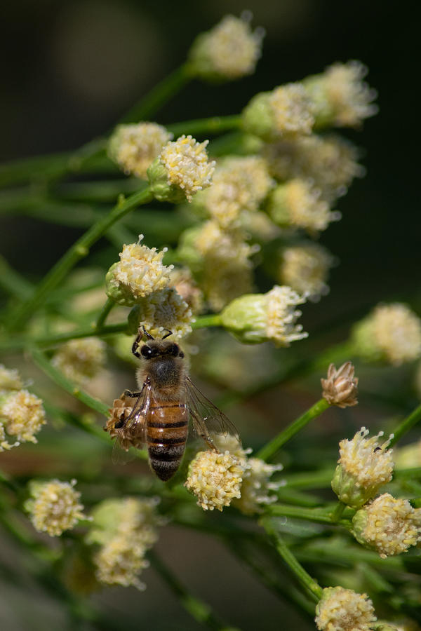 Bee on Desert Broom Photograph by Bonny Puckett