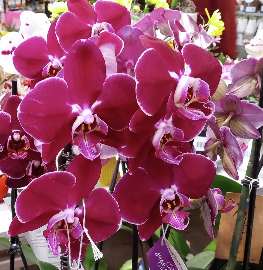 Be still Beautiful Orchids Photograph by Vickie G Buccini