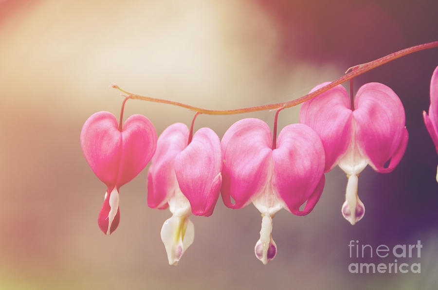 Be Still My Bleeding Heart Warm Glow Floral / Botanical / Nature Photo Photograph by PIPA Fine Art - Simply Solid
