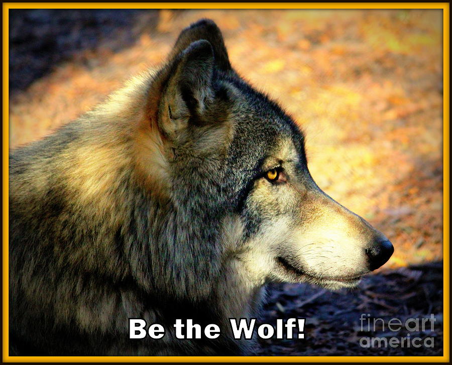 Be the Wolf Photograph by John Olson