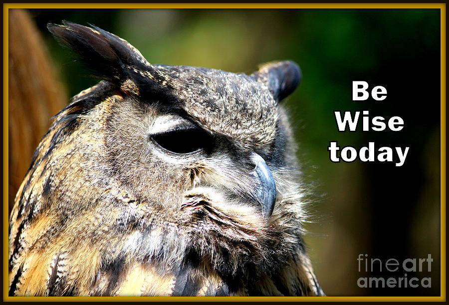 Be wise today Photograph by John Olson