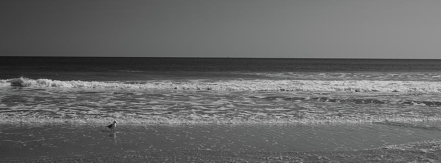 Beach And Gull Panoramic In Black And White Photograph