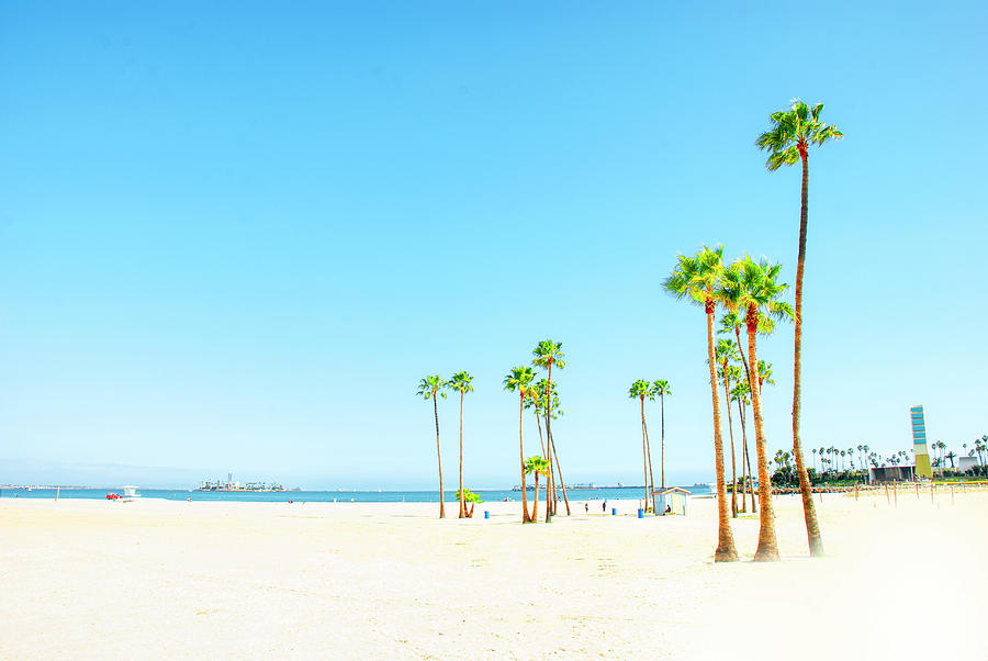 Beach and Palm Tree Scene Photograph by Joseph Hollingsworth