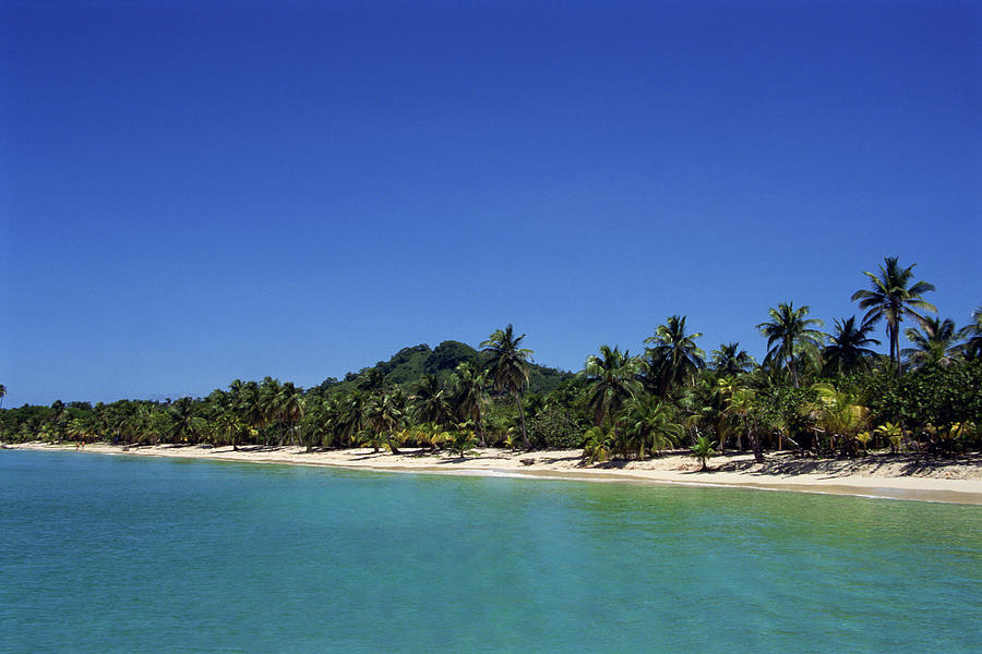 Beach and palm trees at Roatan Island , Honduras Photograph by Comstock