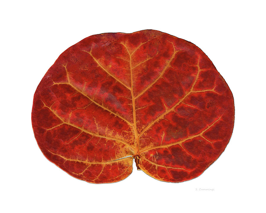 Beach Art - One Red Sea Grape Leaf Painting by Sharon Cummings