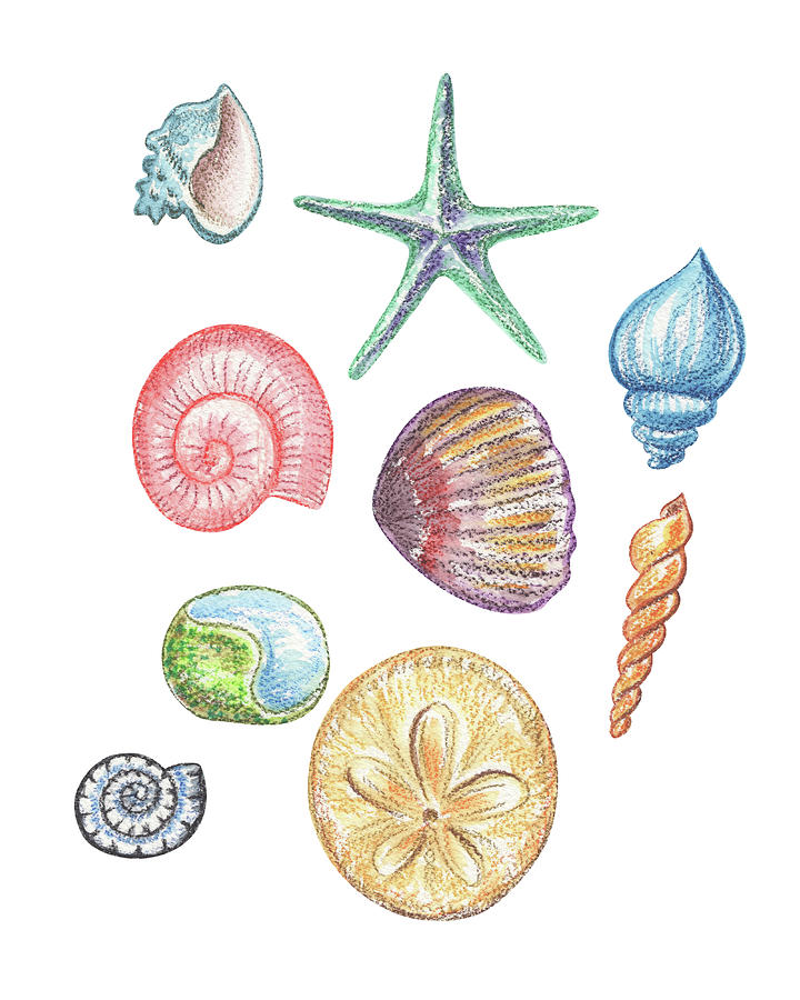 Beach Art Watercolor Sea Shells And Stars Art II Painting by Irina Sztukowski