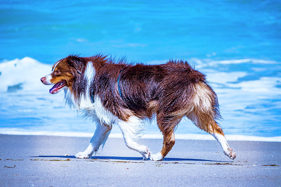 Beach Aussie Dog Day Photograph by Blair Damson