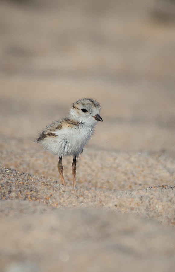 Beach Baby Photograph by Linda Bonaccorsi - Fine Art America