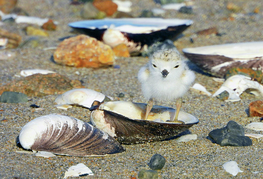 Beach Baby Piping Plover Photograph by Kathy Diamontopoulos - Fine Art ...