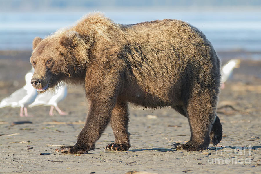 Alaskan Beach Bear Photograph by Chris Scroggins