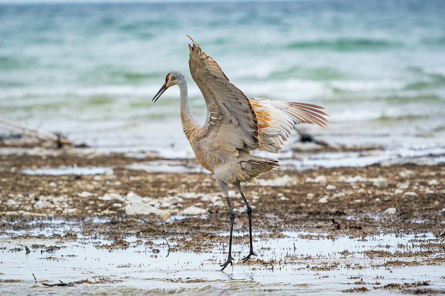 Beach Bird Photograph by David Heilman