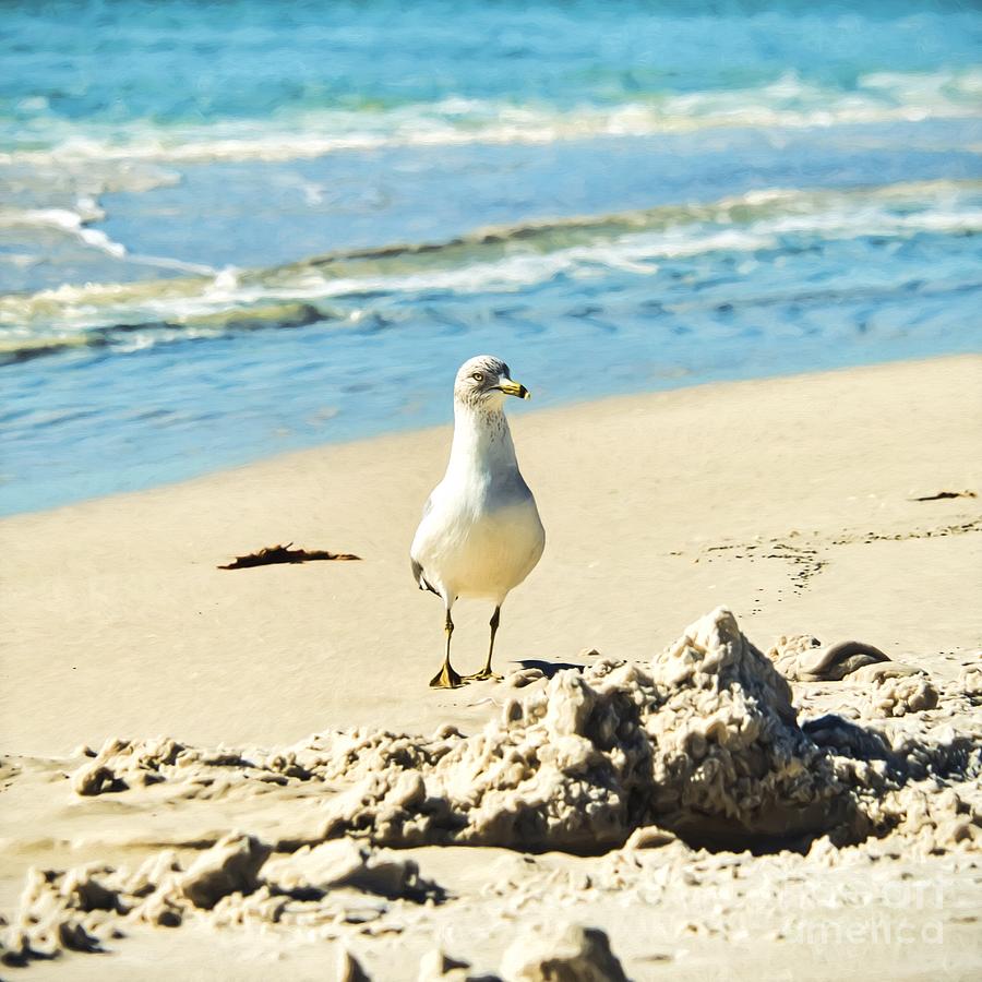 Beach Bird Photograph by Mel Steinhauer