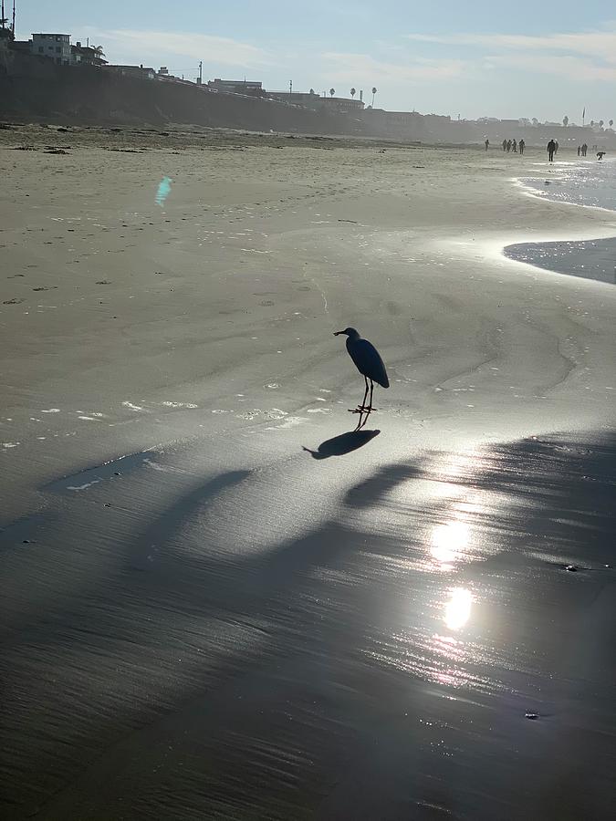 Beach Bird Silhouette  Photograph by Sandy Rakowitz