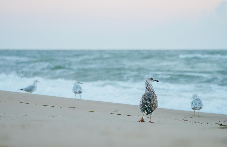 Beach Birds at Sunrise Photograph by Rachel Morrison
