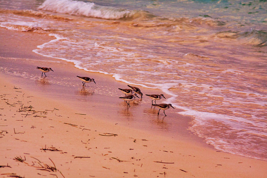 Beach birds at sunset  Photograph by Tatiana Travelways