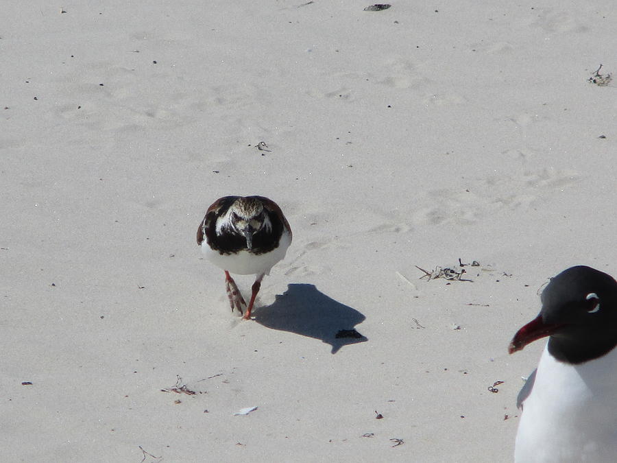 Beach Birds Photograph by Barbara Charles - Pixels