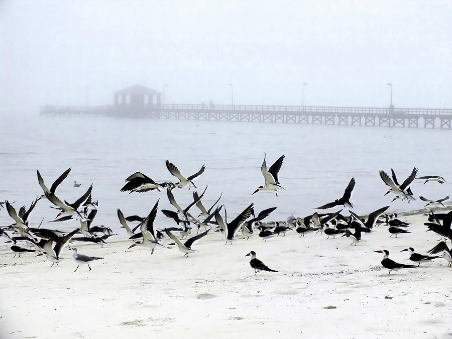 Beach Birds Photograph by Scott Cameron