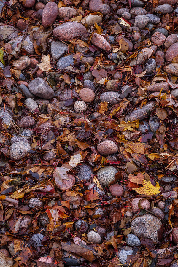 Beach Cobbles In Autumn Leaves Photograph by Irwin Barrett