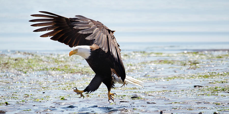 Beach Comber - Bald Eagle Photograph by Belen Bilgic Schneider