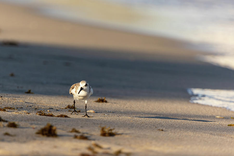 Beach comber Photograph by Robert Shields - Fine Art America