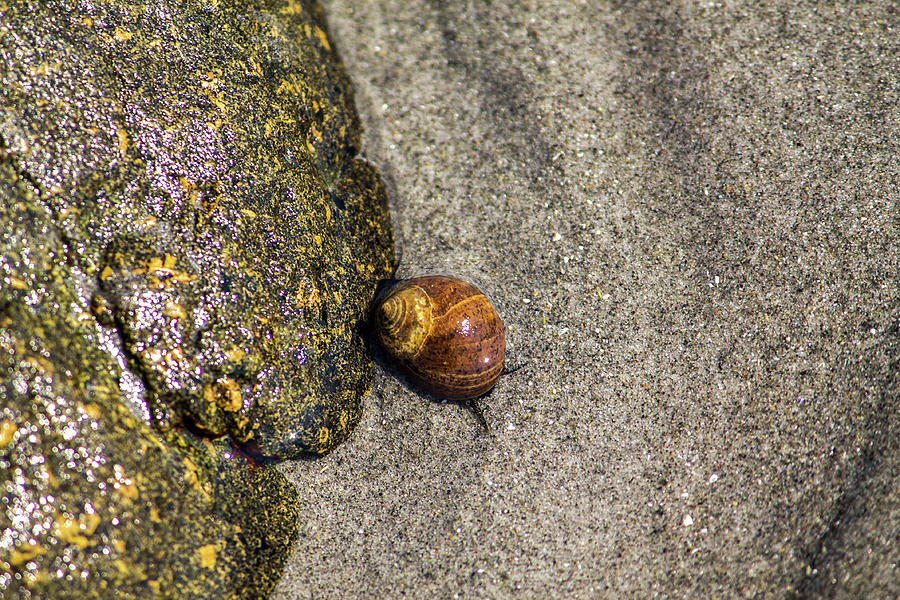 Beach Combing 4 Snail Sun Bathing Photograph