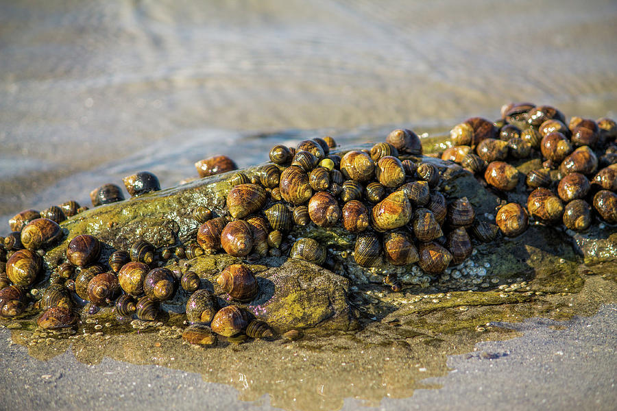 Beach Combing 5 Snails Sun Bathing Photograph by Michael Saunders