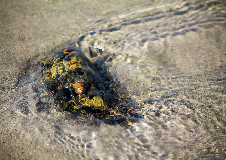 Beach Combing 6 Snails Sun Bathing Photograph