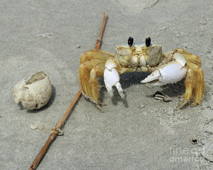 Beach Crab Photograph by Mary Haber