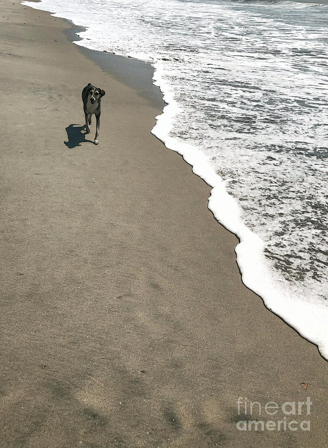 Beach Dog Photograph by Diana Rajala