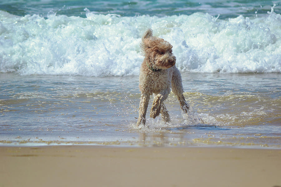 Beach Dog Frolic Photograph