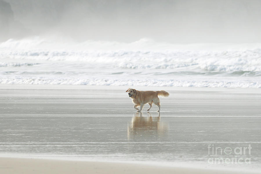Winter Photograph - Beach Dog by Terri Waters