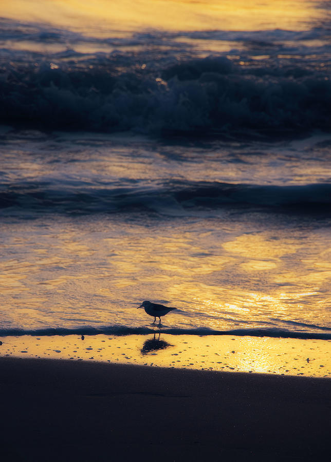 Beach Dreamer Photograph by Rochelle Berman