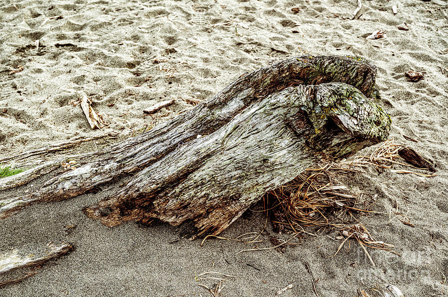 Beach Driftwood 3 Photograph by M G Whittingham
