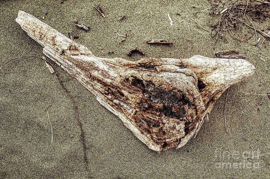 Beach Driftwood 45 Photograph by M G Whittingham