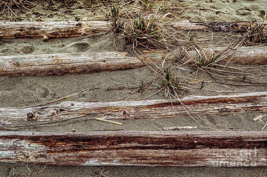 Beach Driftwood 5 Photograph by M G Whittingham