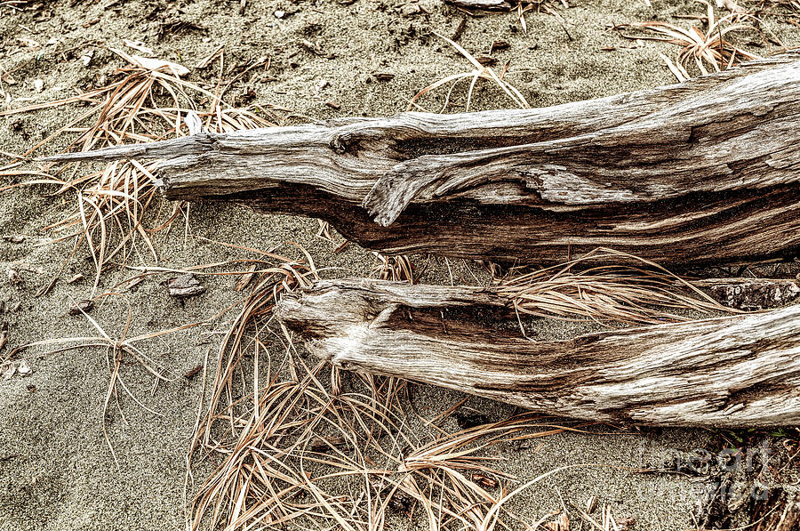 Beach Driftwood 51 Photograph by M G Whittingham