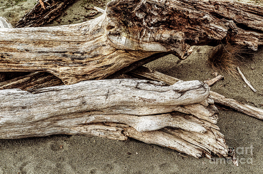 Beach Driftwood 52 Photograph by M G Whittingham