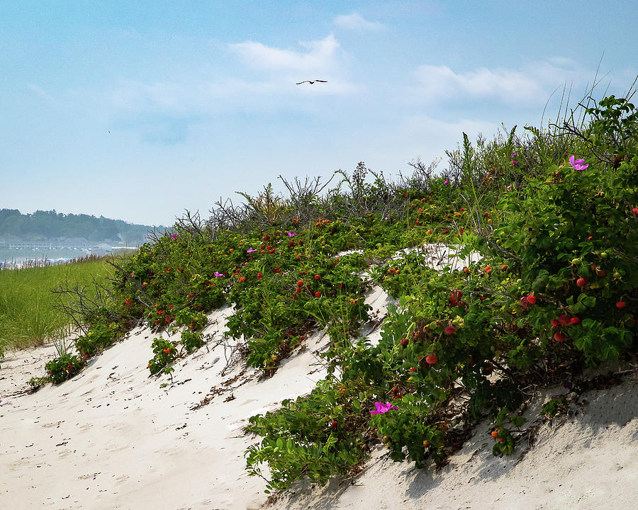 Summer Photograph - Beach Dune Beauty by Debbie Gracy