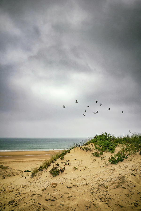 Beach Dune Photograph by Carlos Caetano