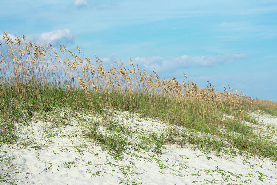 Beach Dune Photograph by Steve Parker | Fine Art America