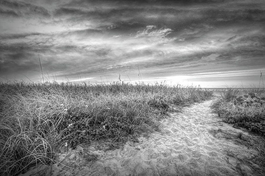 Beach Dune Wildflowers Black and White Photograph by Debra and Dave Vanderlaan
