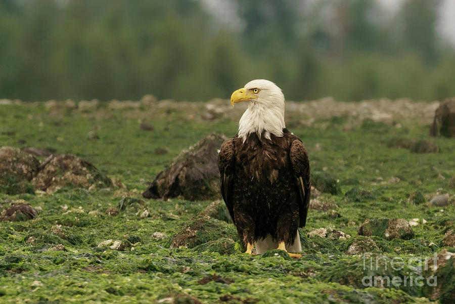 Wildlife Photograph - Beach Eagle by Nancy Gleason