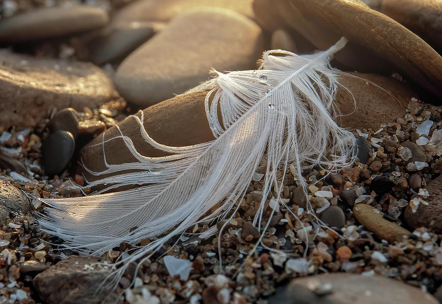 Beach Feather Photograph by Martina Abreu