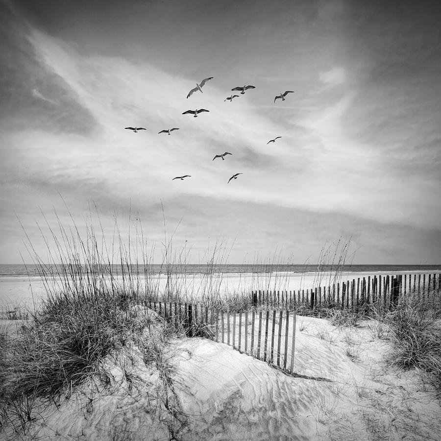 Beach Fences on the Sand Dunes Black and White in Square Photograph by Debra and Dave Vanderlaan