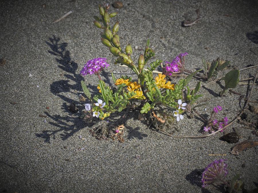 Beach Flora Bouquet Photograph by Richard Thomas