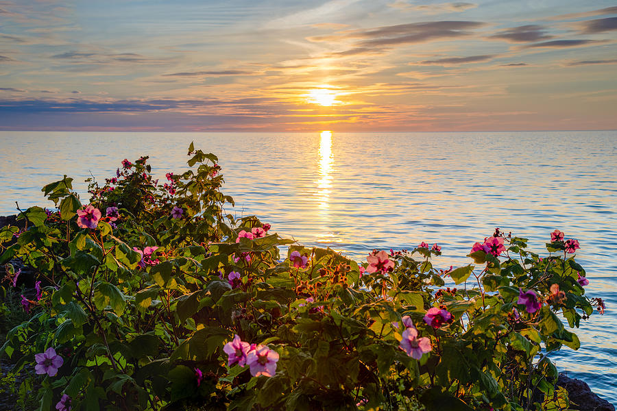 Beach Flowers Sunset II Photograph by Rod Best